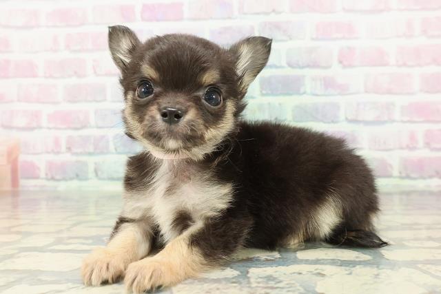 東京都のチワワ(ロング) (Coo&RIKU福生店/2026年1月11日生まれ/女の子/ブラッククリームホワイト)の子犬の2枚目の画像