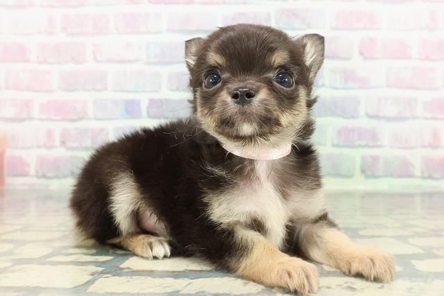 東京都のチワワ(ロング) (Coo&RIKU福生店/2026年1月11日生まれ/女の子/ブラッククリームホワイト)の子犬の3枚目の画像