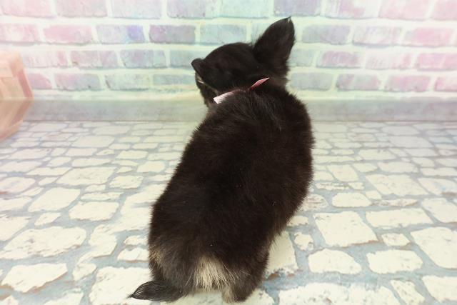 東京都のチワワ(ロング) (Coo&RIKU福生店/2026年1月11日生まれ/女の子/ブラッククリームホワイト)の子犬の4枚目の画像