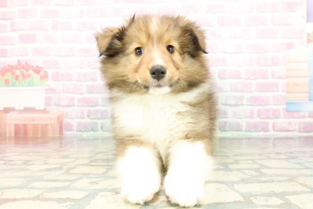 栃木県のシェットランドシープドッグ (Coo&RIKU宇都宮店/2026年1月14日生まれ/男の子/セーブルホワイト)の子犬の1枚目の画像