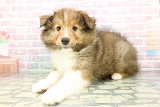 栃木県のシェットランドシープドッグ (Coo&RIKU宇都宮店/2026年1月14日生まれ/男の子/セーブルホワイト)の子犬の2枚目の画像