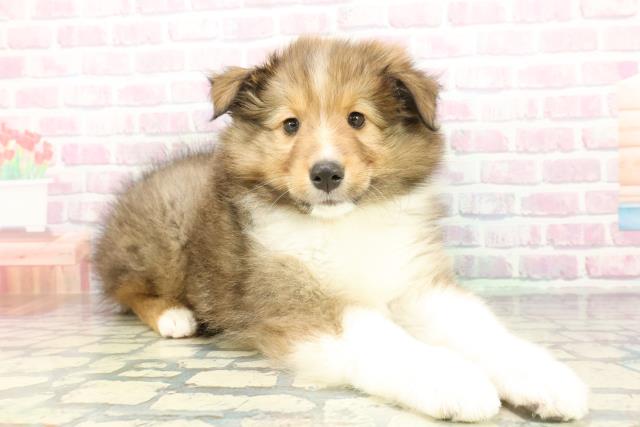 栃木県のシェットランドシープドッグ (Coo&RIKU宇都宮店/2026年1月14日生まれ/男の子/セーブルホワイト)の子犬の3枚目の画像