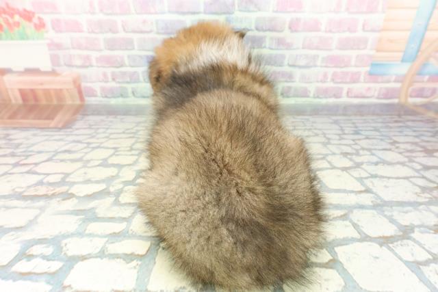 栃木県のシェットランドシープドッグ (Coo&RIKU宇都宮店/2026年1月14日生まれ/男の子/セーブルホワイト)の子犬の4枚目の画像