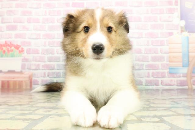 茨城県のシェットランドシープドッグ (Coo&RIKU日立店/2026年1月14日生まれ/男の子/セーブルホワイト)の子犬