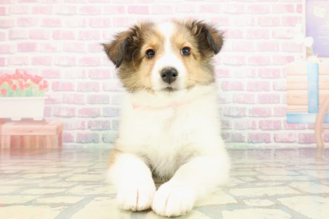 山梨県のシェットランドシープドッグ (Coo&RIKU甲府昭和通り店/2026年1月14日生まれ/女の子/セーブルホワイト)の子犬