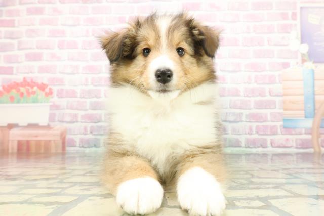 シェットランドシープドッグ