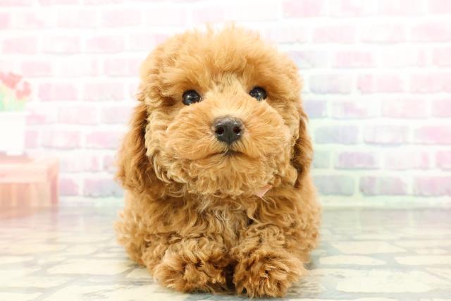 神奈川県のトイプードル(トイ) (Coo&RIKU藤沢店/2026年1月14日生まれ/女の子/レッド)の子犬の1枚目の画像