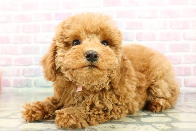 神奈川県のトイプードル(トイ) (Coo&RIKU藤沢店/2026年1月14日生まれ/女の子/レッド)の子犬の2枚目の画像