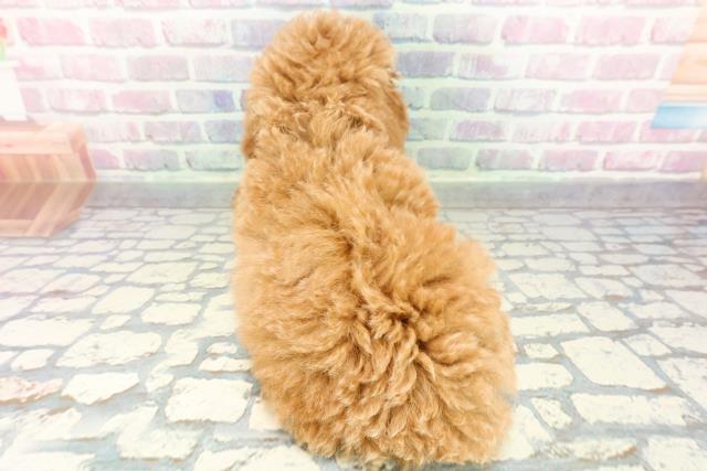 神奈川県のトイプードル(トイ) (Coo&RIKU藤沢店/2026年1月14日生まれ/女の子/レッド)の子犬の4枚目の画像