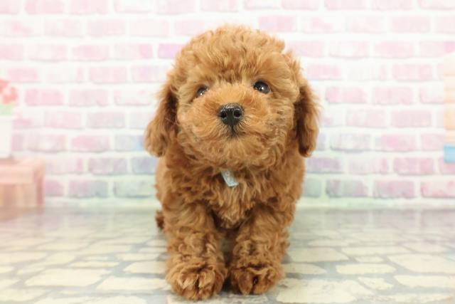 トイ・プードル