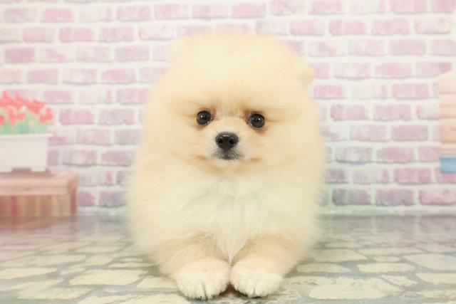 栃木県のポメラニアン (Coo&RIKU小山店/2026年1月14日生まれ/男の子/クリーム)の子犬の1枚目の画像