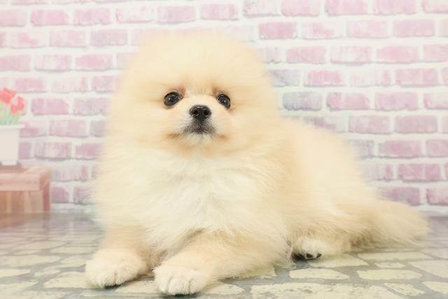 栃木県のポメラニアン (Coo&RIKU小山店/2026年1月14日生まれ/男の子/クリーム)の子犬の2枚目の画像