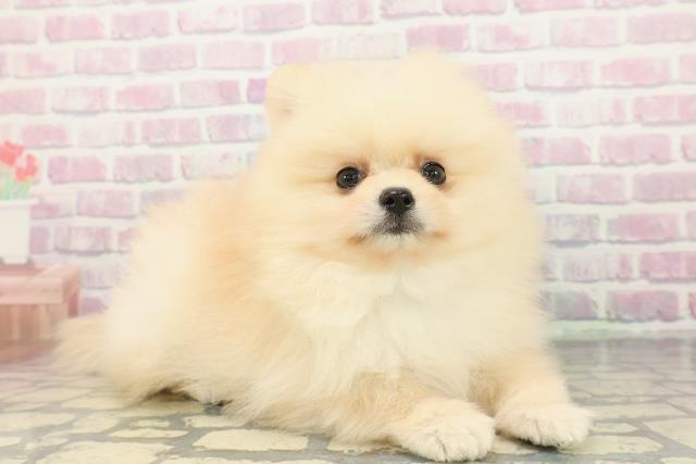 栃木県のポメラニアン (Coo&RIKU小山店/2026年1月14日生まれ/男の子/クリーム)の子犬の3枚目の画像