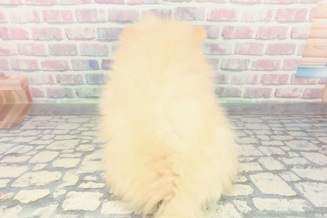 栃木県のポメラニアン (Coo&RIKU小山店/2026年1月14日生まれ/男の子/クリーム)の子犬の4枚目の画像