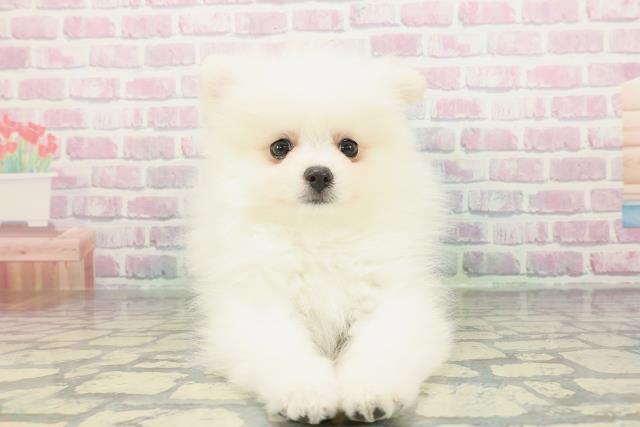東京都のポメラニアン (Coo&RIKU府中店/2026年1月14日生まれ/男の子/クリーム)の子犬の1枚目の画像
