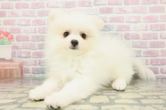 東京都のポメラニアン (Coo&RIKU府中店/2026年1月14日生まれ/男の子/クリーム)の子犬の2枚目の画像