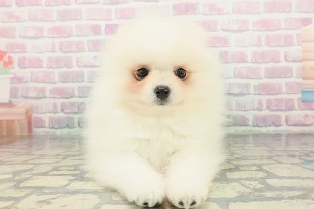 神奈川県のポメラニアン (Coo&RIKU横須賀店/2026年1月14日生まれ/男の子/クリーム)の子犬の1枚目の画像