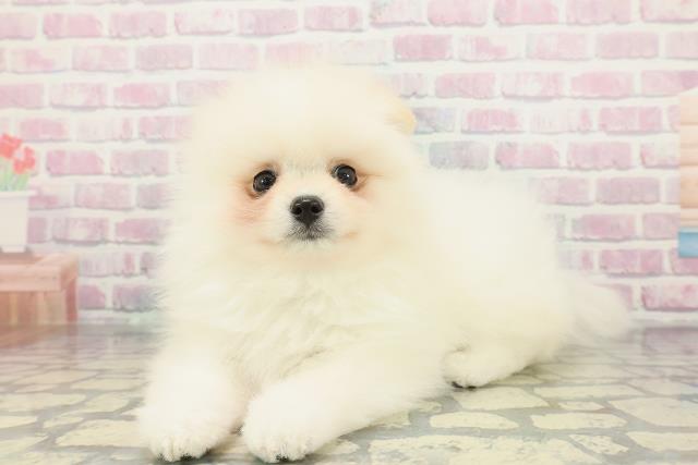 神奈川県のポメラニアン (Coo&RIKU横須賀店/2026年1月14日生まれ/男の子/クリーム)の子犬の2枚目の画像