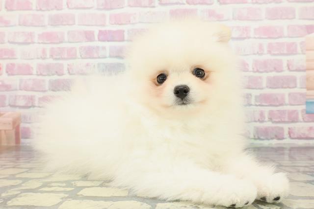 神奈川県のポメラニアン (Coo&RIKU横須賀店/2026年1月14日生まれ/男の子/クリーム)の子犬の3枚目の画像