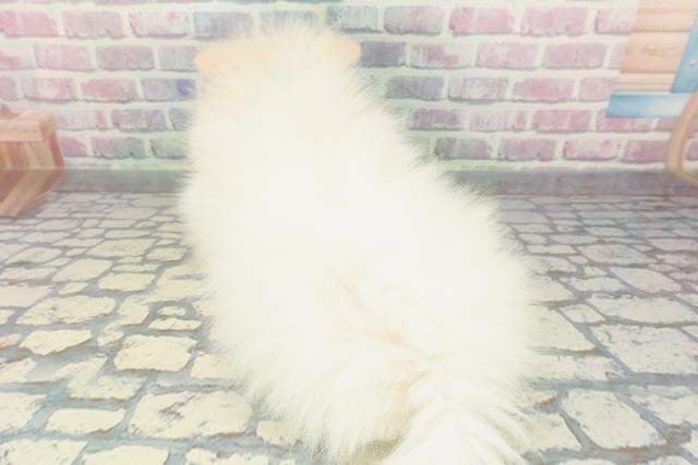 神奈川県のポメラニアン (Coo&RIKU横須賀店/2026年1月14日生まれ/男の子/クリーム)の子犬の4枚目の画像