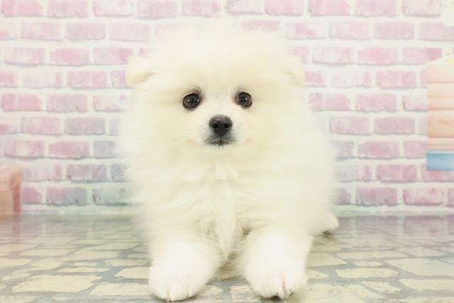 神奈川県のポメラニアン (Coo&RIKU横浜港南台店/2026年1月14日生まれ/女の子/クリーム)の子犬の1枚目の画像