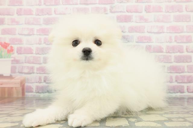 神奈川県のポメラニアン (Coo&RIKU横浜港南台店/2026年1月14日生まれ/女の子/クリーム)の子犬の2枚目の画像