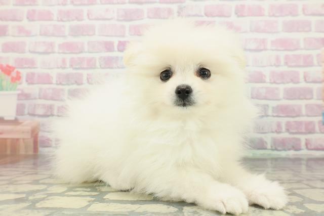 神奈川県のポメラニアン (Coo&RIKU横浜港南台店/2026年1月14日生まれ/女の子/クリーム)の子犬の3枚目の画像