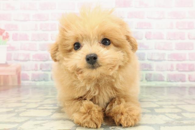 神奈川県のポメプー(ポメラニアン×プードル) (Coo&RIKU平塚店/2026年1月3日生まれ/男の子/クリーム)の子犬の1枚目の画像