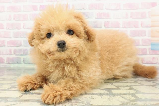 神奈川県のポメプー(ポメラニアン×プードル) (Coo&RIKU平塚店/2026年1月3日生まれ/男の子/クリーム)の子犬の2枚目の画像