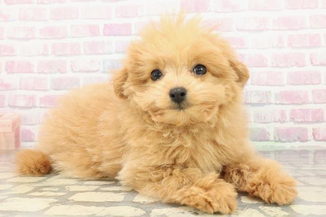 神奈川県のポメプー(ポメラニアン×プードル) (Coo&RIKU平塚店/2026年1月3日生まれ/男の子/クリーム)の子犬の3枚目の画像