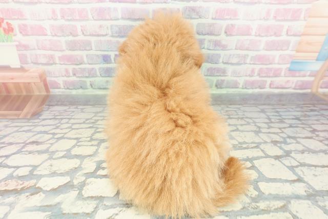 神奈川県のポメプー(ポメラニアン×プードル) (Coo&RIKU平塚店/2026年1月3日生まれ/男の子/クリーム)の子犬の4枚目の画像