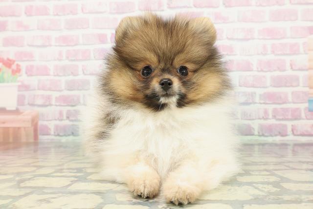 埼玉県のポメラニアン (Coo&RIKU川口戸塚店/2026年1月4日生まれ/男の子/パーティーカラー)の子犬の1枚目の画像