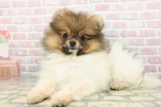 埼玉県のポメラニアン (Coo&RIKU川口戸塚店/2026年1月4日生まれ/男の子/パーティーカラー)の子犬の2枚目の画像