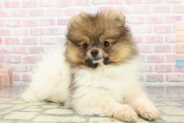 埼玉県のポメラニアン (Coo&RIKU川口戸塚店/2026年1月4日生まれ/男の子/パーティーカラー)の子犬の3枚目の画像