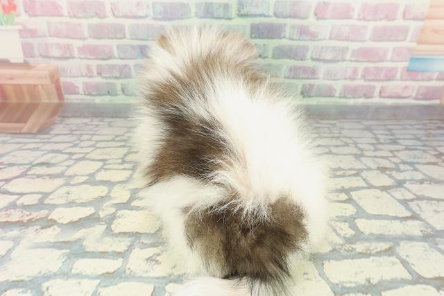 埼玉県のポメラニアン (Coo&RIKU川口戸塚店/2026年1月4日生まれ/男の子/パーティーカラー)の子犬の4枚目の画像