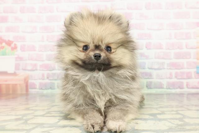 埼玉県のポメラニアン (Coo&RIKU春日部店/2026年1月4日生まれ/男の子/ウルフセーブル)の子犬の1枚目の画像