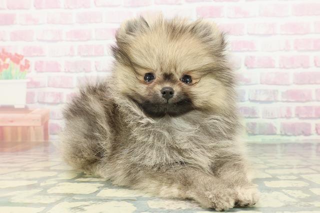 埼玉県のポメラニアン (Coo&RIKU春日部店/2026年1月4日生まれ/男の子/ウルフセーブル)の子犬の3枚目の画像