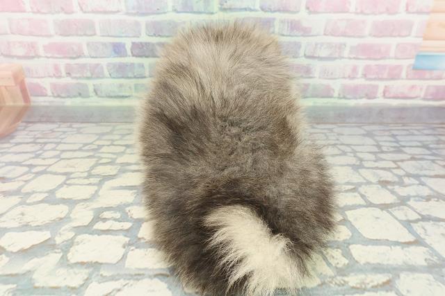 埼玉県のポメラニアン (Coo&RIKU春日部店/2026年1月4日生まれ/男の子/ウルフセーブル)の子犬の4枚目の画像