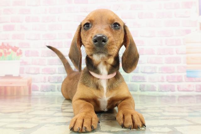 埼玉県のスタンダードダックスフンド(スムース) (Coo&RIKU川越店/2026年1月5日生まれ/女の子/レッド)の子犬の1枚目の画像