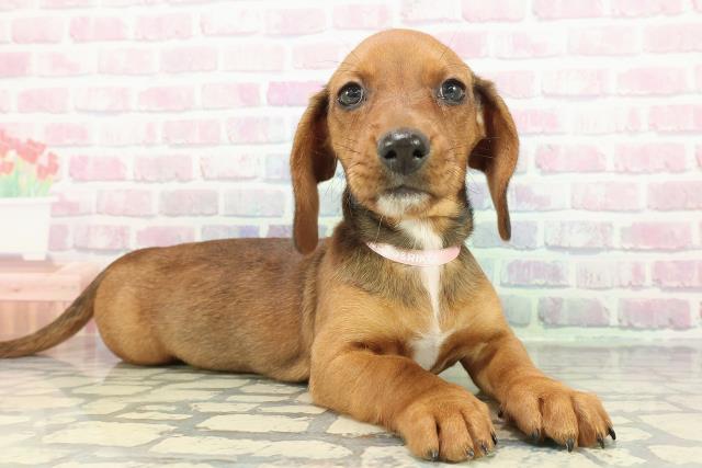 埼玉県のスタンダードダックスフンド(スムース) (Coo&RIKU川越店/2026年1月5日生まれ/女の子/レッド)の子犬の3枚目の画像