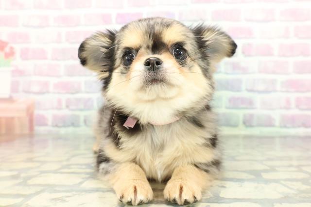 チワワ（ロングコート）