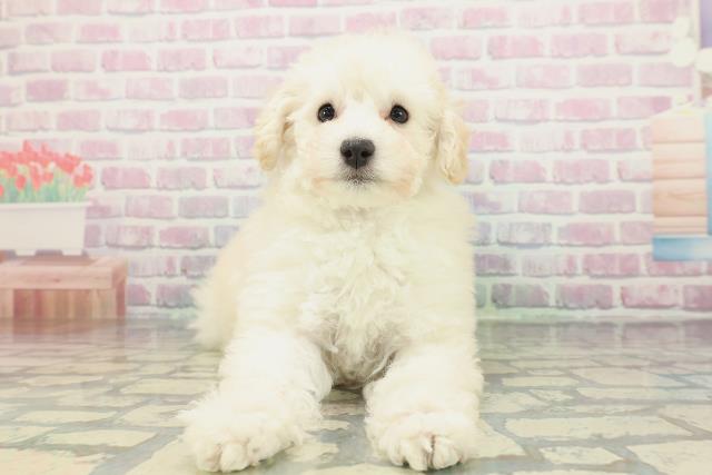 神奈川県のトイプードル(トイ) (Coo&RIKU横須賀店/2026年1月8日生まれ/女の子/クリーム)の子犬の1枚目の画像