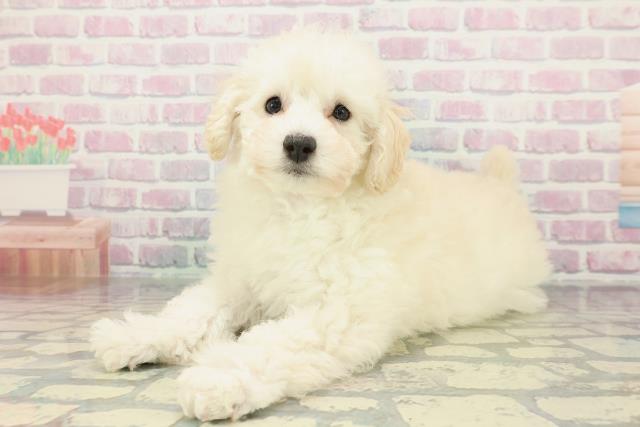 神奈川県のトイプードル(トイ) (Coo&RIKU横須賀店/2026年1月8日生まれ/女の子/クリーム)の子犬の2枚目の画像