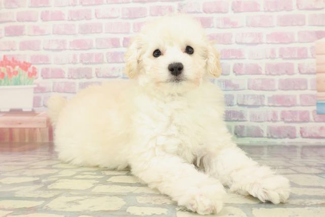 神奈川県のトイプードル(トイ) (Coo&RIKU横須賀店/2026年1月8日生まれ/女の子/クリーム)の子犬の3枚目の画像