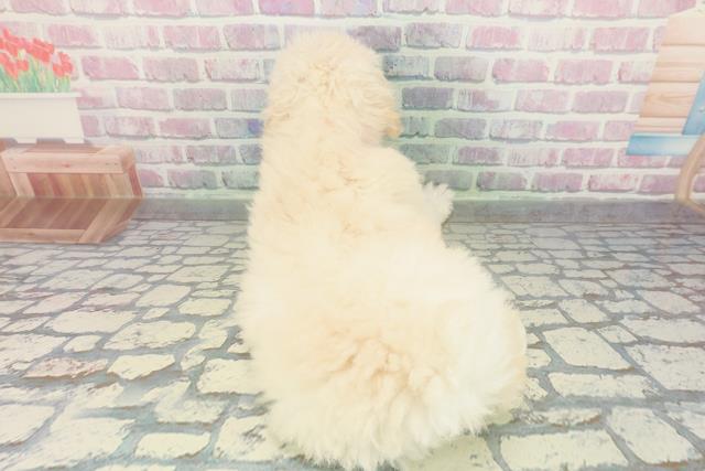 神奈川県のトイプードル(トイ) (Coo&RIKU横須賀店/2026年1月8日生まれ/女の子/クリーム)の子犬の4枚目の画像