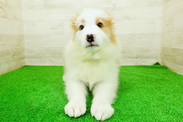 ボーダーコリー