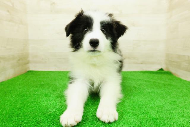 栃木県のボーダーコリー (Coo&RIKU宇都宮店/2026年1月11日生まれ/男の子/ブラックホワイト)の子犬の1枚目の画像