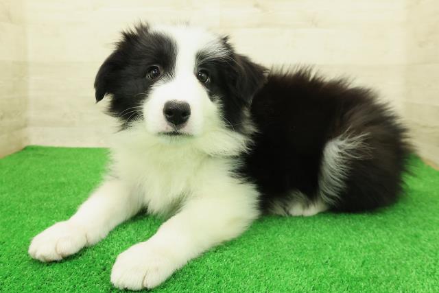栃木県のボーダーコリー (Coo&RIKU宇都宮店/2026年1月11日生まれ/男の子/ブラックホワイト)の子犬の2枚目の画像