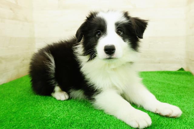 栃木県のボーダーコリー (Coo&RIKU宇都宮店/2026年1月11日生まれ/男の子/ブラックホワイト)の子犬の3枚目の画像