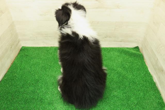 栃木県のボーダーコリー (Coo&RIKU宇都宮店/2026年1月11日生まれ/男の子/ブラックホワイト)の子犬の4枚目の画像